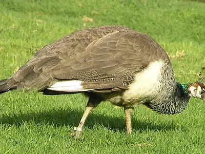 Media 'Photo Θηλυκό Παγώνι' in album 'Άλμπουμ Παγωνιών  (Pavo)'