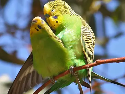 Παπαγαλάκια budgie που ζευγαρώνουν