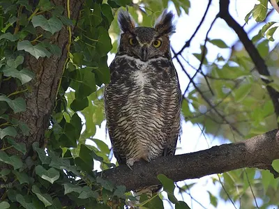 Photo Μπούφος της Βιρτζίνια Great horned owl (Bubo virginianus)