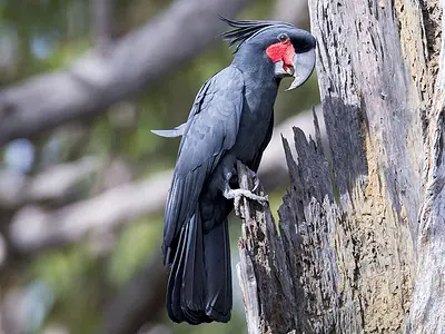 Photo Palm Cockatoo