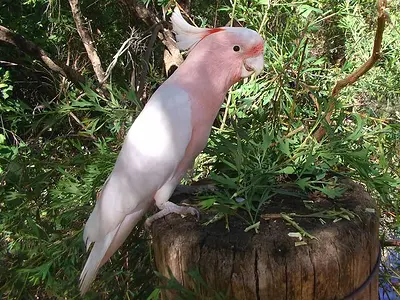 Photo Major Mitchell's Cockatoo