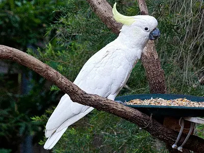 Photo Sulphur-crested cockatoo