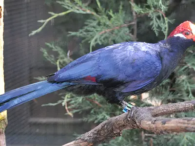 Photo Βιολετί τουράκο (Violet turaco)