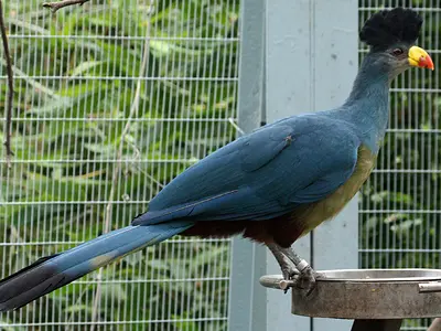 Photo Μεγάλου μπλε τουράκο (Great blue turaco)