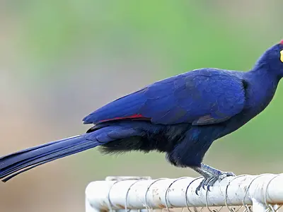 Photo Ross's turaco