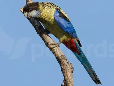 Βόρειος πλατύκερκος (Northern rosella)