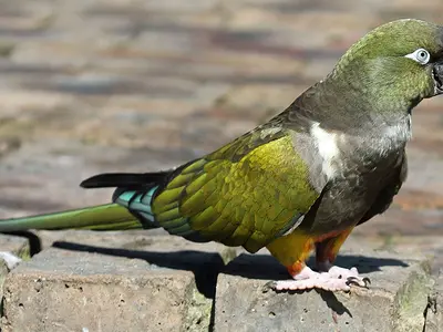 Photo Κονούρα Παταγονίας (Burrowing Parrot)