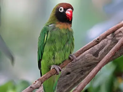 Photo Σταχτοκέφαλη αγαπόρνιθα - black cheeked lovebird