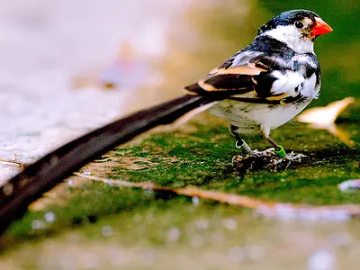 Photo Long-tailed paradise whydah