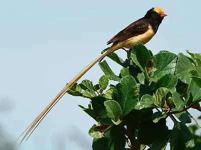 Photo Straw-tailed whydah