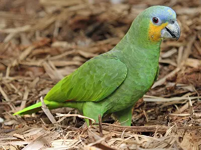 Photo Orange-winged amazon