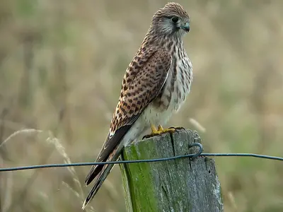 Βραχοκιρκίνεζο (Falco tinnunculus)