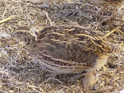 Photo Κοινό ορτύκι Coturnix coturnix