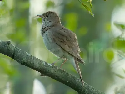 Τσιχλαηδόνι