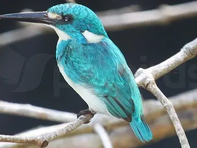 Photo Cerulean kingfisher