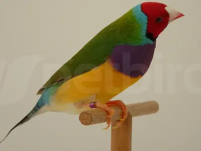 Αρσενικό πράσινο κοκκινοκέφαλο Gouldian finch