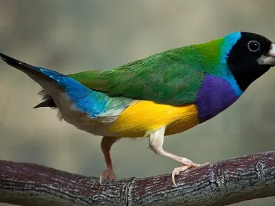 Αρσενικό πράσινο μαυροκέφαλο Gouldian finch