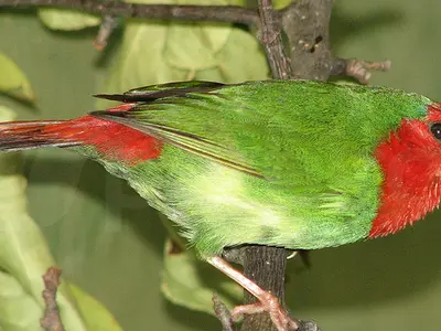 Photo: Red throated parrotfinch