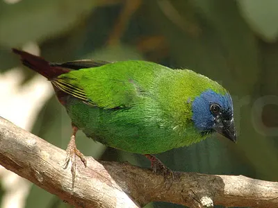 Photo Blue faced parrotfinch