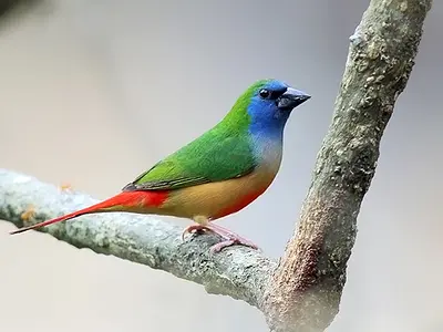 Photo Pin-tailed parrotfinch