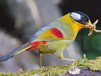 Photo Αρσενικό Silver-eared mesia