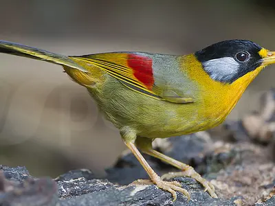 Θηλυκό silver-eared mesia