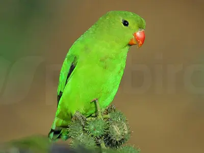 Photo Θηλυκό Black-winged lovebird