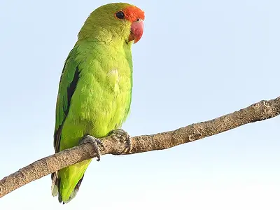 Photo Αρσενικό Black-winged lovebird