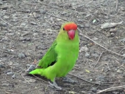 Video Lovebird Αβησσυνίας