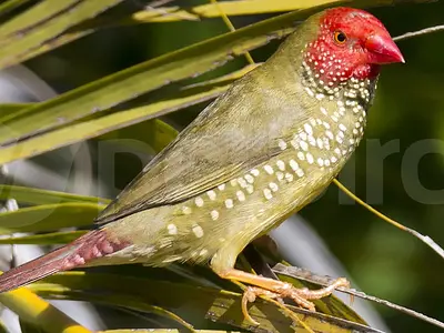 Photo Αρσενικό Star-finch