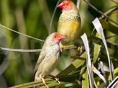 Photo Ζευγάρι Star-finch