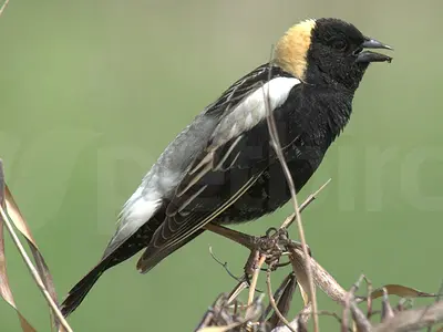 Photo: Αρσενικός δολιχόνυχας ορυζοφάγος (Bobolink)