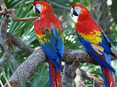 Ζευγάρι παπαγάλων scarlet macaw