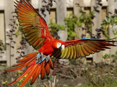 Πτήση scarlet macaw, λήψη από κάτω