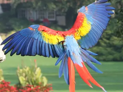 Πτήση scarlet macaw, λήψη από πάνω