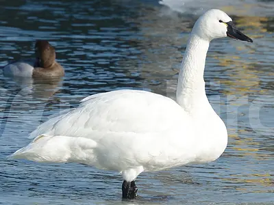 Κύκνος της τούνδρας Cygnus columbianus