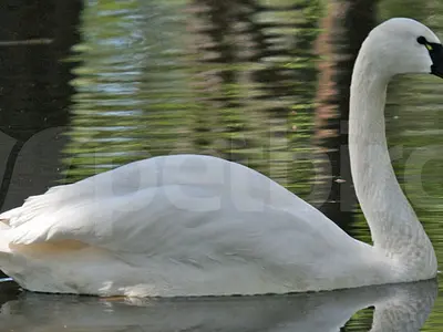 Whistling swan - C. columbianus columbianus