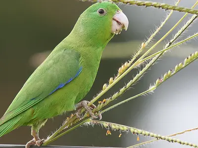 Αρσενικό blue-winged parrotlet