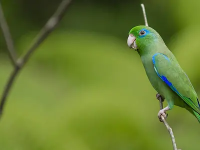 Spectacled Parrotlet (Forpus consicillatus)