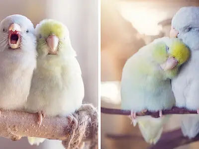 Parrotlets couple