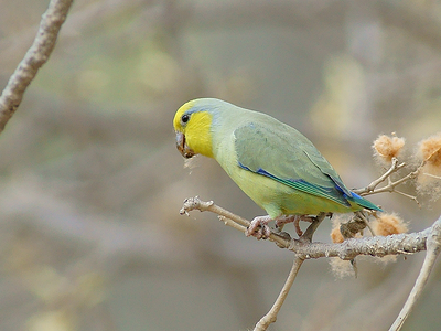 Yellow-faced Parrotlet (Forpus xanthops)