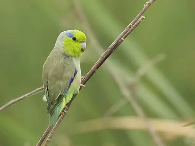 Pacific Parrotlet (Forpus coelestis)