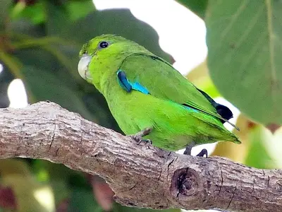 Mexican Parrotlet (Forpus cyanopygius)