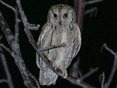 Γκιώνης (Eurasian scops owl)