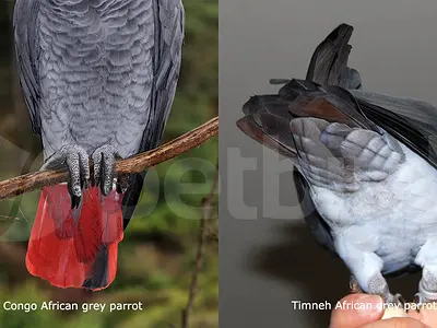 Σύγκριση ουράς Congo και Timneh African grey parrots