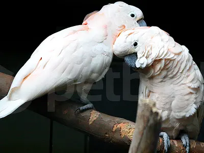 Ζευγάρι salmon crested cockatoo