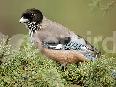 Μαυροκέφαλη κίσσα (Garrulus lanceolatus)