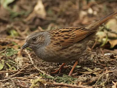 Θαμνοψάλτης - Dunnock