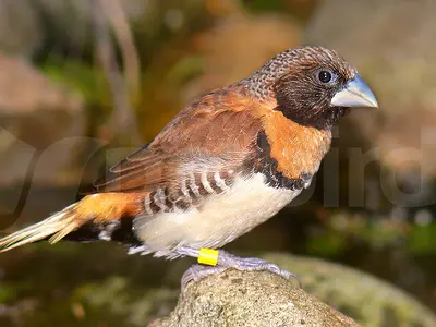 Chestnut-breasted mannikin