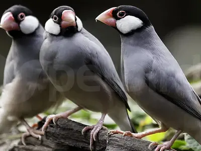 Java finches